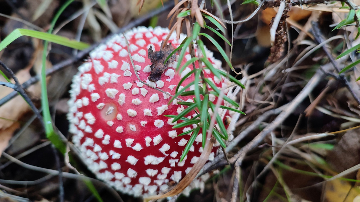 Обратили внимание на то, что в социальных сетях этой осенью грибы на одной из первых позиций? Кто-то просто делится фотографиями переполненных корзин, другие же радуются гигантским находкам, а третьи снимают обычные белые и мухоморы, но так красиво!
