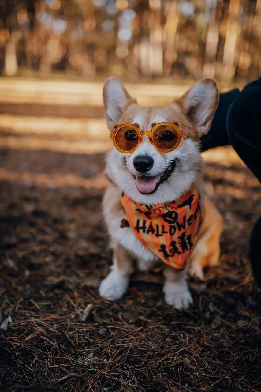 Помните, когда состоялась первая корги-туса во Владимире? Практически год назад! Дебютный костюмированный ивент Татьяны Ванькиной был приурочен ко Дню Всех Святых. И к грядущему Хэллоуину организатор подготовилась. Праздник обещает быть более масштабным, чем все предыдущие! Развлечения для человеков тоже запланированы, поэтому ныряйте в текст и соответственно программе мероприятия корректируйте свои планы на 30 октября.