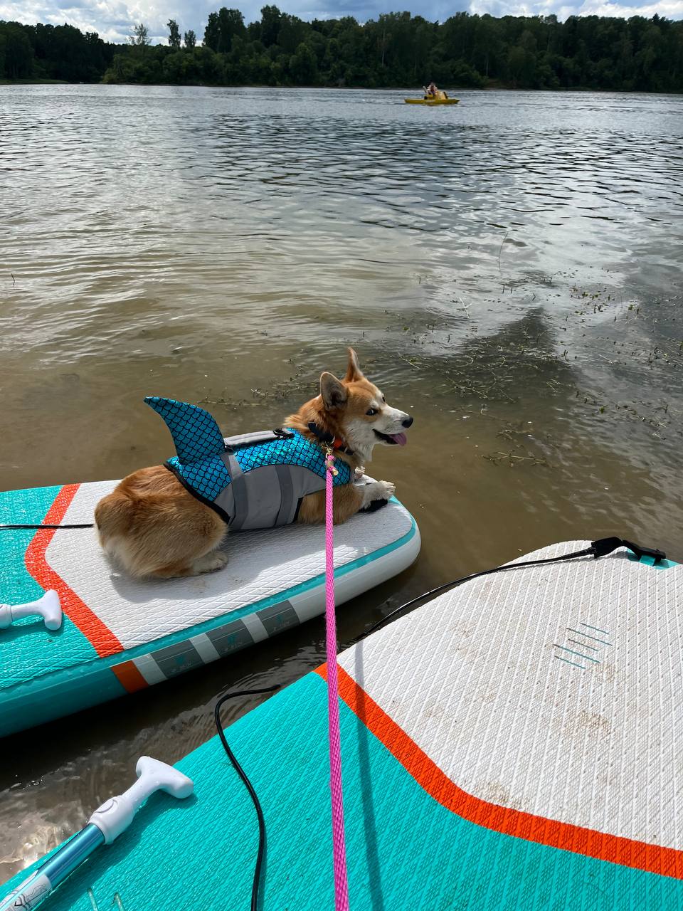 Помните, когда состоялась первая корги-туса во Владимире? Практически год назад! Дебютный костюмированный ивент Татьяны Ванькиной был приурочен ко Дню Всех Святых. И к грядущему Хэллоуину организатор подготовилась. Праздник обещает быть более масштабным, чем все предыдущие! Развлечения для человеков тоже запланированы, поэтому ныряйте в текст и соответственно программе мероприятия корректируйте свои планы на 30 октября.