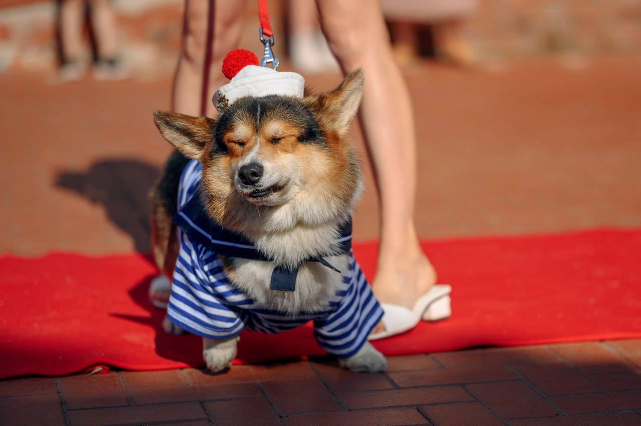 Помните, когда состоялась первая корги-туса во Владимире? Практически год назад! Дебютный костюмированный ивент Татьяны Ванькиной был приурочен ко Дню Всех Святых. И к грядущему Хэллоуину организатор подготовилась. Праздник обещает быть более масштабным, чем все предыдущие! Развлечения для человеков тоже запланированы, поэтому ныряйте в текст и соответственно программе мероприятия корректируйте свои планы на 30 октября.