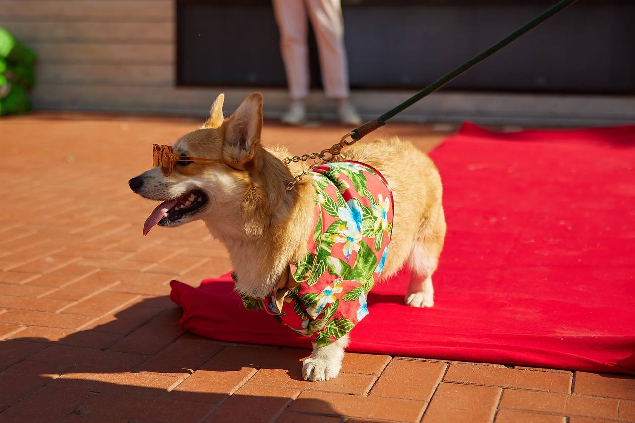 Помните, когда состоялась первая корги-туса во Владимире? Практически год назад! Дебютный костюмированный ивент Татьяны Ванькиной был приурочен ко Дню Всех Святых. И к грядущему Хэллоуину организатор подготовилась. Праздник обещает быть более масштабным, чем все предыдущие! Развлечения для человеков тоже запланированы, поэтому ныряйте в текст и соответственно программе мероприятия корректируйте свои планы на 30 октября.