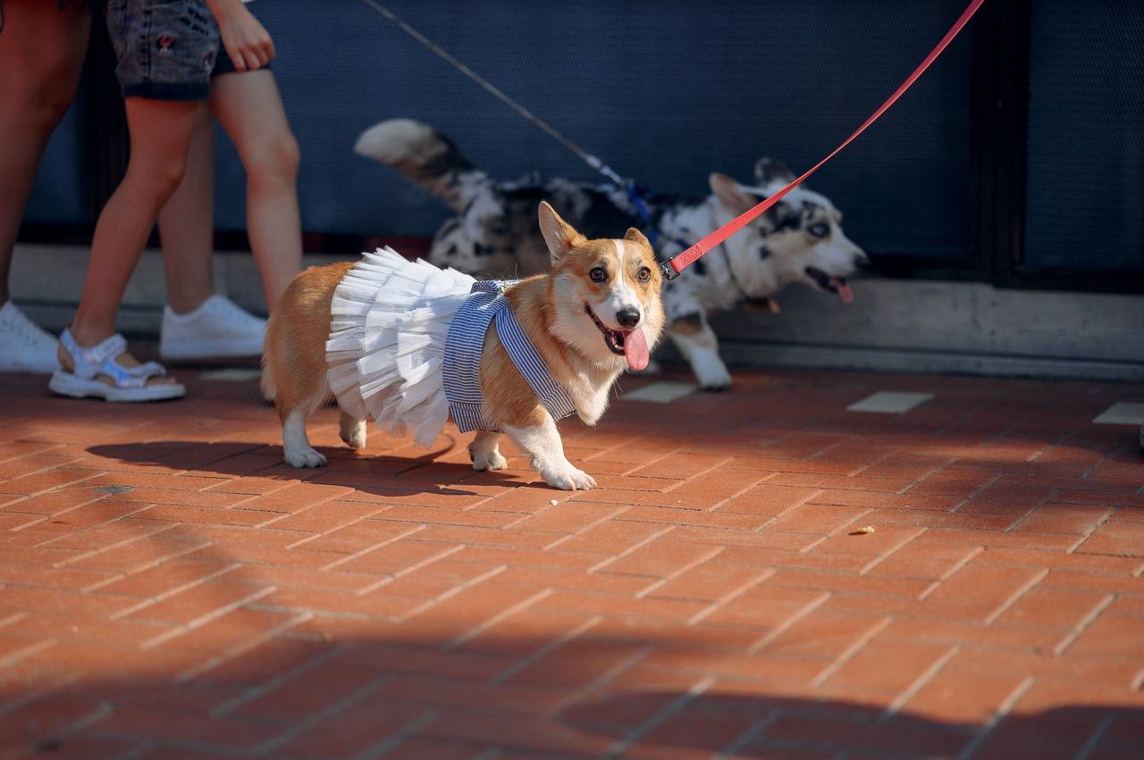 Помните, когда состоялась первая корги-туса во Владимире? Практически год назад! Дебютный костюмированный ивент Татьяны Ванькиной был приурочен ко Дню Всех Святых. И к грядущему Хэллоуину организатор подготовилась. Праздник обещает быть более масштабным, чем все предыдущие! Развлечения для человеков тоже запланированы, поэтому ныряйте в текст и соответственно программе мероприятия корректируйте свои планы на 30 октября.