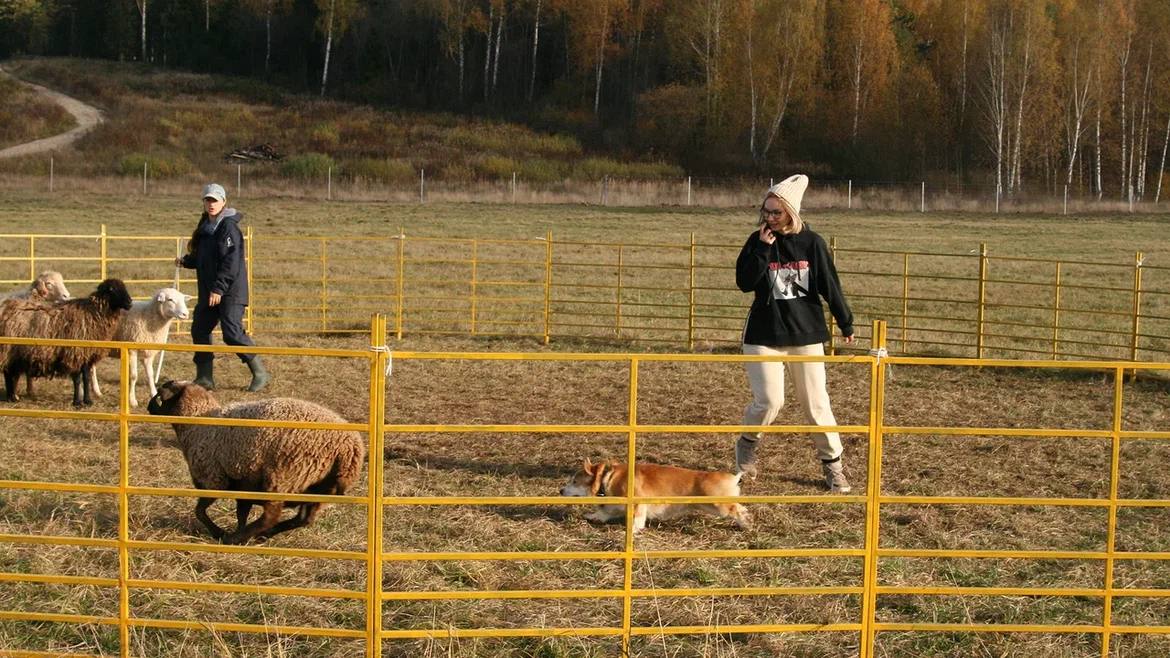 Помните, когда состоялась первая корги-туса во Владимире? Практически год назад! Дебютный костюмированный ивент Татьяны Ванькиной был приурочен ко Дню Всех Святых. И к грядущему Хэллоуину организатор подготовилась. Праздник обещает быть более масштабным, чем все предыдущие! Развлечения для человеков тоже запланированы, поэтому ныряйте в текст и соответственно программе мероприятия корректируйте свои планы на 30 октября.