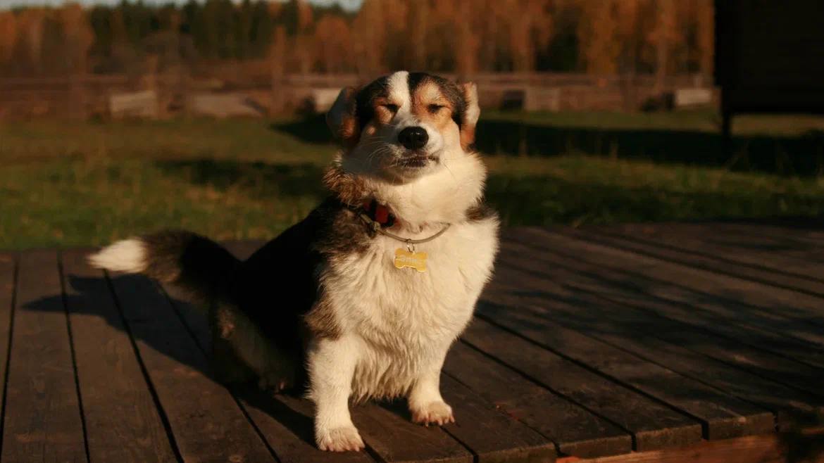 Помните, когда состоялась первая корги-туса во Владимире? Практически год назад! Дебютный костюмированный ивент Татьяны Ванькиной был приурочен ко Дню Всех Святых. И к грядущему Хэллоуину организатор подготовилась. Праздник обещает быть более масштабным, чем все предыдущие! Развлечения для человеков тоже запланированы, поэтому ныряйте в текст и соответственно программе мероприятия корректируйте свои планы на 30 октября.