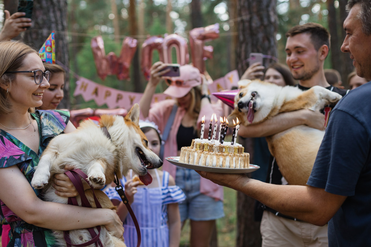 Помните, когда состоялась первая корги-туса во Владимире? Практически год назад! Дебютный костюмированный ивент Татьяны Ванькиной был приурочен ко Дню Всех Святых. И к грядущему Хэллоуину организатор подготовилась. Праздник обещает быть более масштабным, чем все предыдущие! Развлечения для человеков тоже запланированы, поэтому ныряйте в текст и соответственно программе мероприятия корректируйте свои планы на 30 октября.
