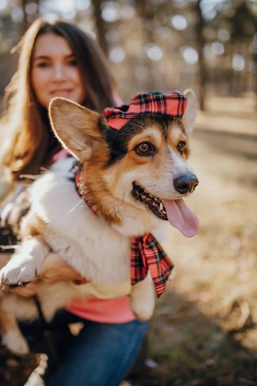 Помните, когда состоялась первая корги-туса во Владимире? Практически год назад! Дебютный костюмированный ивент Татьяны Ванькиной был приурочен ко Дню Всех Святых. И к грядущему Хэллоуину организатор подготовилась. Праздник обещает быть более масштабным, чем все предыдущие! Развлечения для человеков тоже запланированы, поэтому ныряйте в текст и соответственно программе мероприятия корректируйте свои планы на 30 октября.