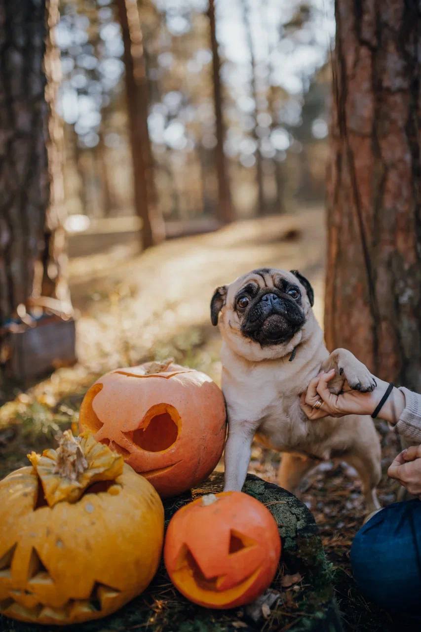 Помните, когда состоялась первая корги-туса во Владимире? Практически год назад! Дебютный костюмированный ивент Татьяны Ванькиной был приурочен ко Дню Всех Святых. И к грядущему Хэллоуину организатор подготовилась. Праздник обещает быть более масштабным, чем все предыдущие! Развлечения для человеков тоже запланированы, поэтому ныряйте в текст и соответственно программе мероприятия корректируйте свои планы на 30 октября.