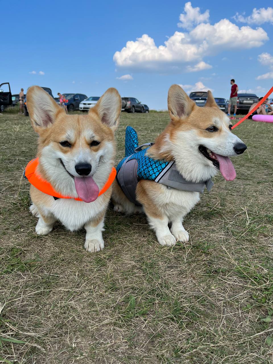 Помните, когда состоялась первая корги-туса во Владимире? Практически год назад! Дебютный костюмированный ивент Татьяны Ванькиной был приурочен ко Дню Всех Святых. И к грядущему Хэллоуину организатор подготовилась. Праздник обещает быть более масштабным, чем все предыдущие! Развлечения для человеков тоже запланированы, поэтому ныряйте в текст и соответственно программе мероприятия корректируйте свои планы на 30 октября.