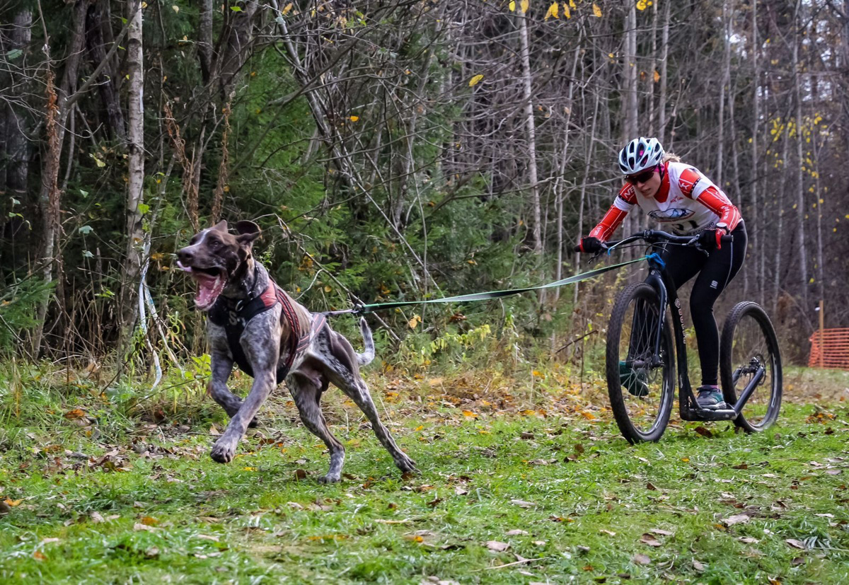 Сразу восемь наград высшей пробы привезла сборная 33-го региона с чемпионата страны по ездовому спорту. На старт вышли люди и собаки. И друг друга они не подвели. В бесснежных дисциплинах наша команда выступила на отлично.