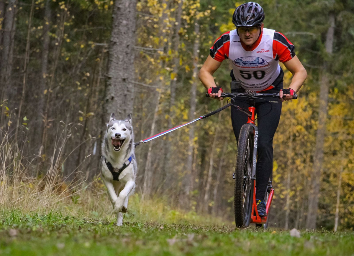 Сразу восемь наград высшей пробы привезла сборная 33-го региона с чемпионата страны по ездовому спорту. На старт вышли люди и собаки. И друг друга они не подвели. В бесснежных дисциплинах наша команда выступила на отлично.
