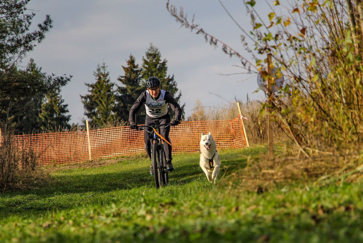 Сразу восемь наград высшей пробы привезла сборная 33-го региона с чемпионата страны по ездовому спорту. На старт вышли люди и собаки. И друг друга они не подвели. В бесснежных дисциплинах наша команда выступила на отлично.