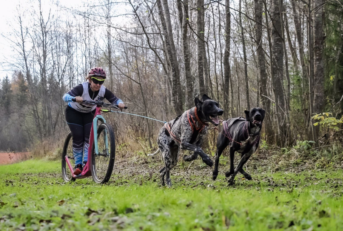 Сразу восемь наград высшей пробы привезла сборная 33-го региона с чемпионата страны по ездовому спорту. На старт вышли люди и собаки. И друг друга они не подвели. В бесснежных дисциплинах наша команда выступила на отлично.