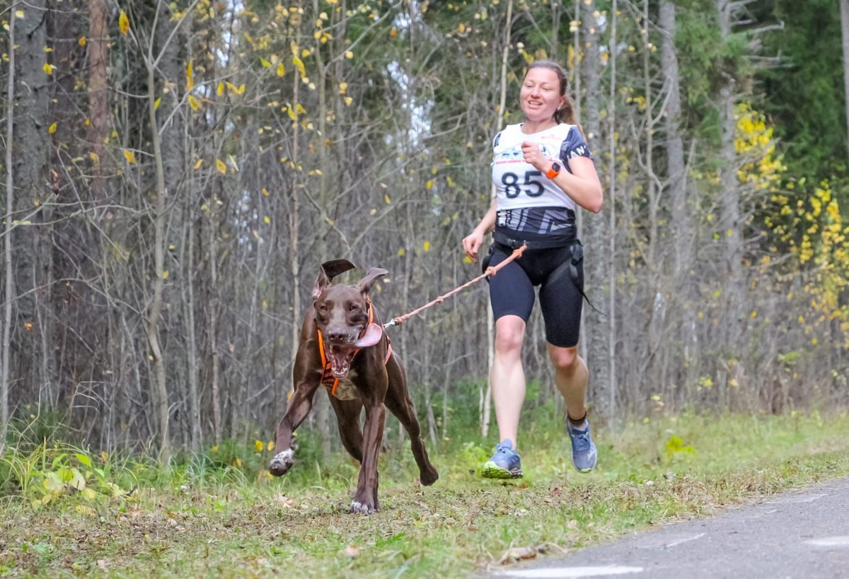 Сразу восемь наград высшей пробы привезла сборная 33-го региона с чемпионата страны по ездовому спорту. На старт вышли люди и собаки. И друг друга они не подвели. В бесснежных дисциплинах наша команда выступила на отлично.