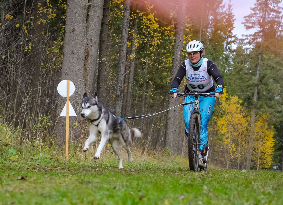 Сразу восемь наград высшей пробы привезла сборная 33-го региона с чемпионата страны по ездовому спорту. На старт вышли люди и собаки. И друг друга они не подвели. В бесснежных дисциплинах наша команда выступила на отлично.