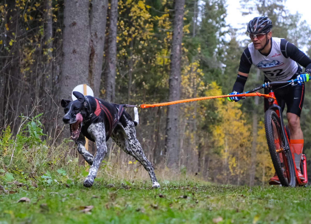 Сразу восемь наград высшей пробы привезла сборная 33-го региона с чемпионата страны по ездовому спорту. На старт вышли люди и собаки. И друг друга они не подвели. В бесснежных дисциплинах наша команда выступила на отлично.