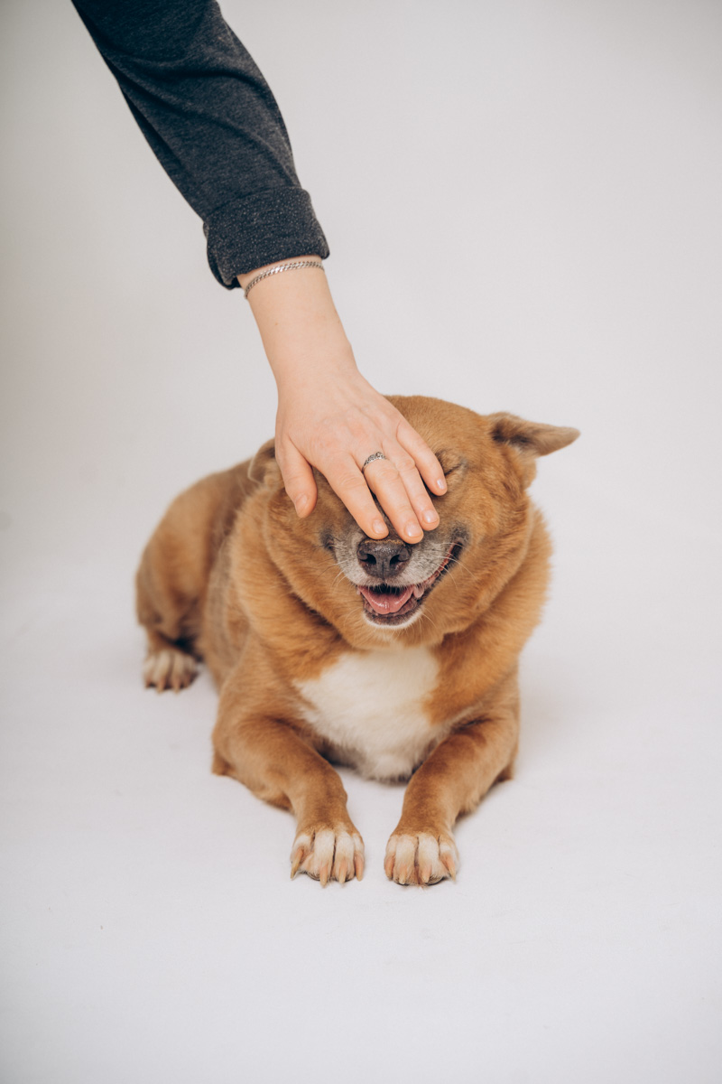 Недавно супруги и владельцы владимирской фотостудии провели благотворительную фотосессию для одного из местных приютов. Хвостатые и усатые модели поработали в кадре вместе с профессиональной моделью из мира людей, чтобы привлечь внимание общественности к проблеме бездомных животных. И у проекта еще будет продолжение!