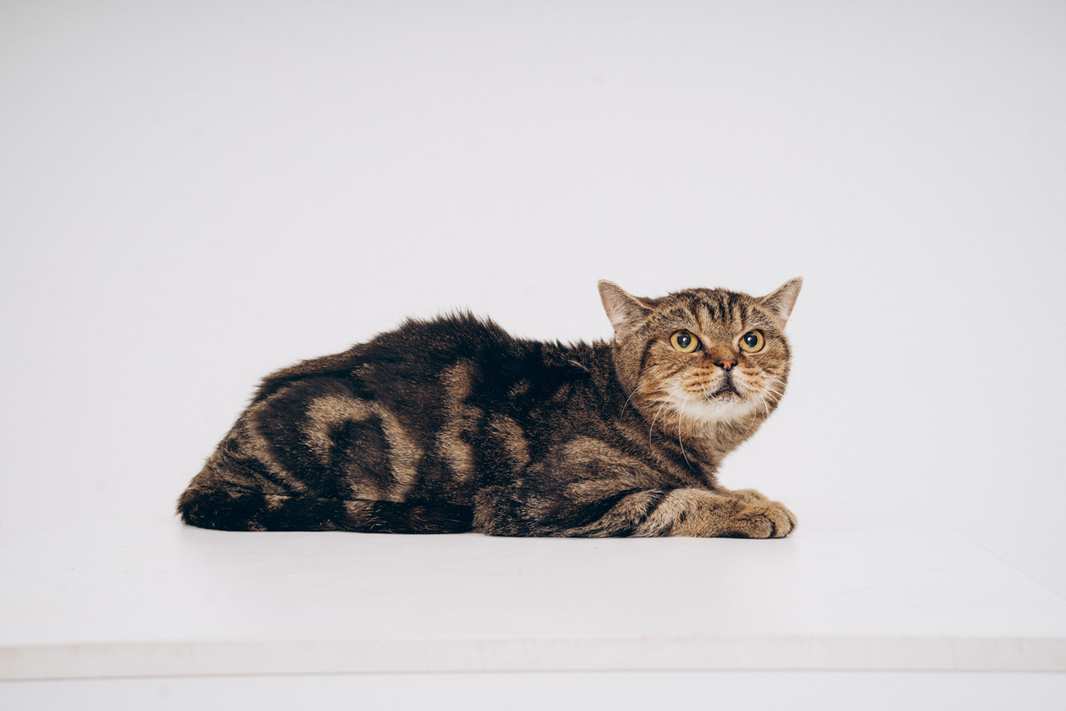 Недавно супруги и владельцы владимирской фотостудии провели благотворительную фотосессию для одного из местных приютов. Хвостатые и усатые модели поработали в кадре вместе с профессиональной моделью из мира людей, чтобы привлечь внимание общественности к проблеме бездомных животных. И у проекта еще будет продолжение!