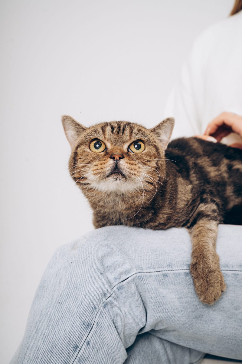 Недавно супруги и владельцы владимирской фотостудии провели благотворительную фотосессию для одного из местных приютов. Хвостатые и усатые модели поработали в кадре вместе с профессиональной моделью из мира людей, чтобы привлечь внимание общественности к проблеме бездомных животных. И у проекта еще будет продолжение!