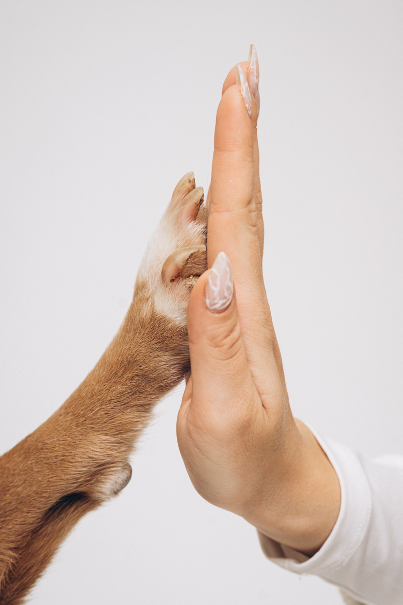 Недавно супруги и владельцы владимирской фотостудии провели благотворительную фотосессию для одного из местных приютов. Хвостатые и усатые модели поработали в кадре вместе с профессиональной моделью из мира людей, чтобы привлечь внимание общественности к проблеме бездомных животных. И у проекта еще будет продолжение!