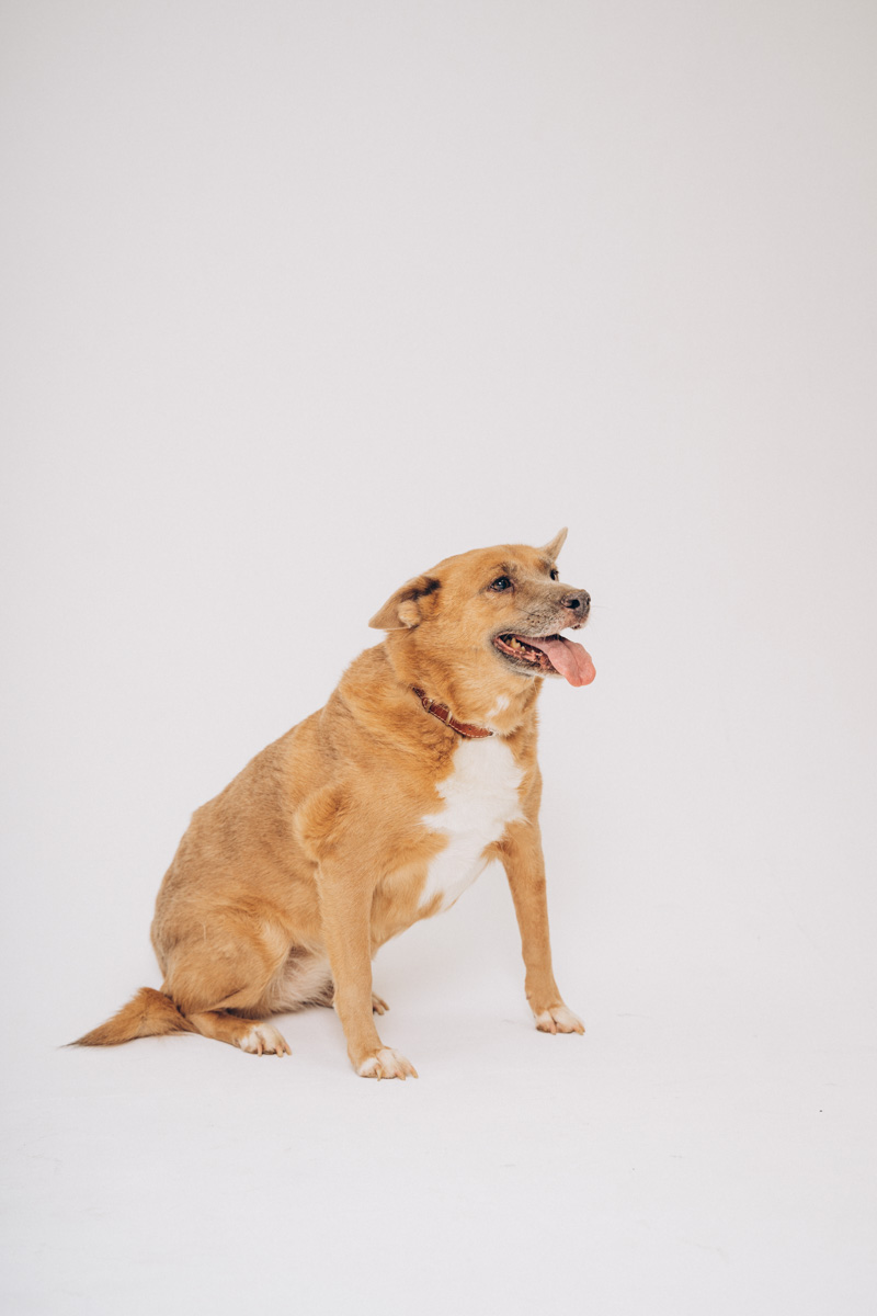 Недавно супруги и владельцы владимирской фотостудии провели благотворительную фотосессию для одного из местных приютов. Хвостатые и усатые модели поработали в кадре вместе с профессиональной моделью из мира людей, чтобы привлечь внимание общественности к проблеме бездомных животных. И у проекта еще будет продолжение!