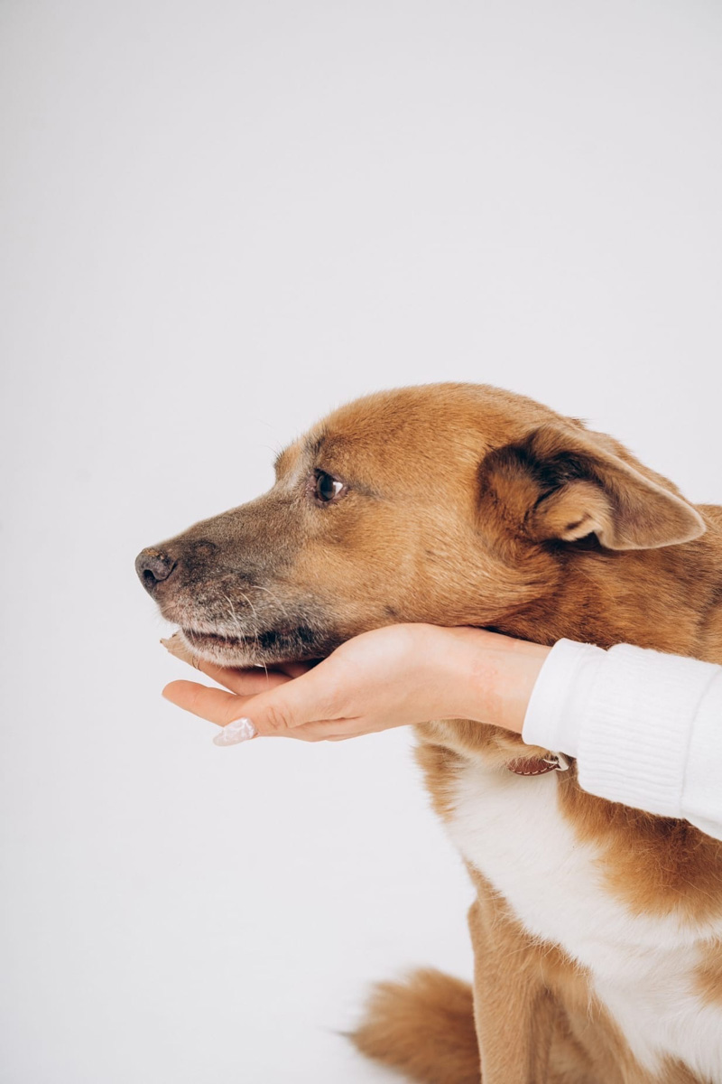 Недавно супруги и владельцы владимирской фотостудии провели благотворительную фотосессию для одного из местных приютов. Хвостатые и усатые модели поработали в кадре вместе с профессиональной моделью из мира людей, чтобы привлечь внимание общественности к проблеме бездомных животных. И у проекта еще будет продолжение!