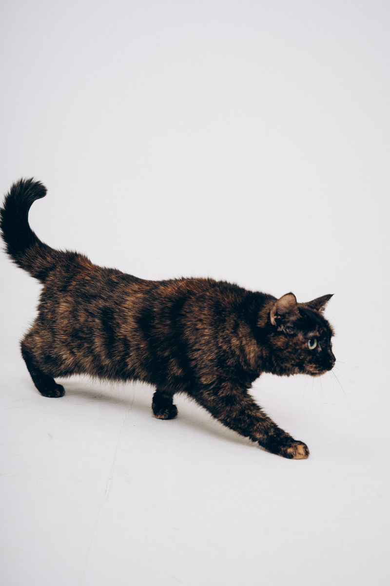 Недавно супруги и владельцы владимирской фотостудии провели благотворительную фотосессию для одного из местных приютов. Хвостатые и усатые модели поработали в кадре вместе с профессиональной моделью из мира людей, чтобы привлечь внимание общественности к проблеме бездомных животных. И у проекта еще будет продолжение!