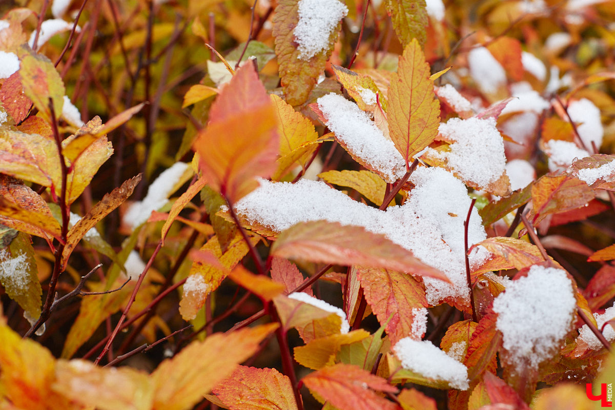 Синоптики не обманули – закрываем октябрь первым снегом, который засыпает город со вчерашнего дня. Но впереди нас ожидает еще один осенний месяц. Что он нам готовит? Зимний расклад или все-таки типичную для межсезонья погоду?
