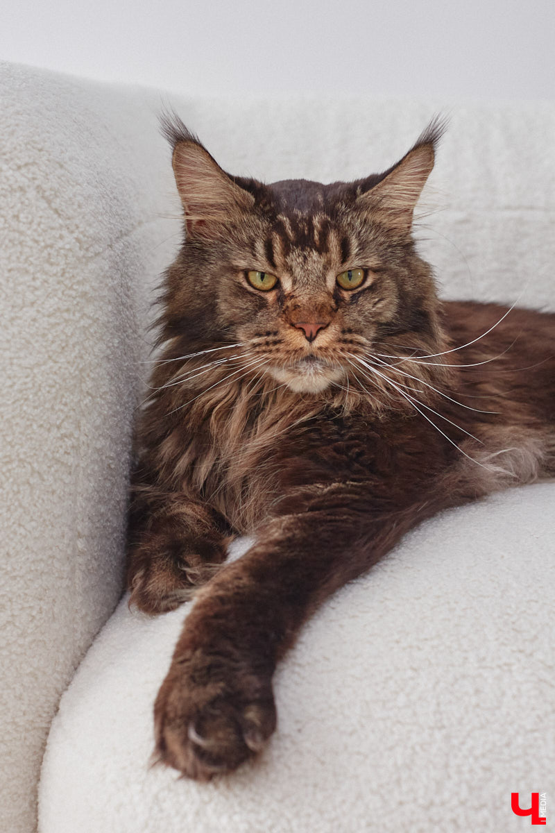 В конце сентябре 2022 года фотограф Юлия Алферова вместе с супругом переехала в свой новый дом под Владимиром. Мы немедленно напросились к ней в гости, чтобы показать вам, как круто может выглядеть современная жилая постройка, выполненная в стиле скандинавского минимализма.