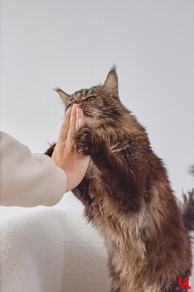 В конце сентябре 2022 года фотограф Юлия Алферова вместе с супругом переехала в свой новый дом под Владимиром. Мы немедленно напросились к ней в гости, чтобы показать вам, как круто может выглядеть современная жилая постройка, выполненная в стиле скандинавского минимализма.