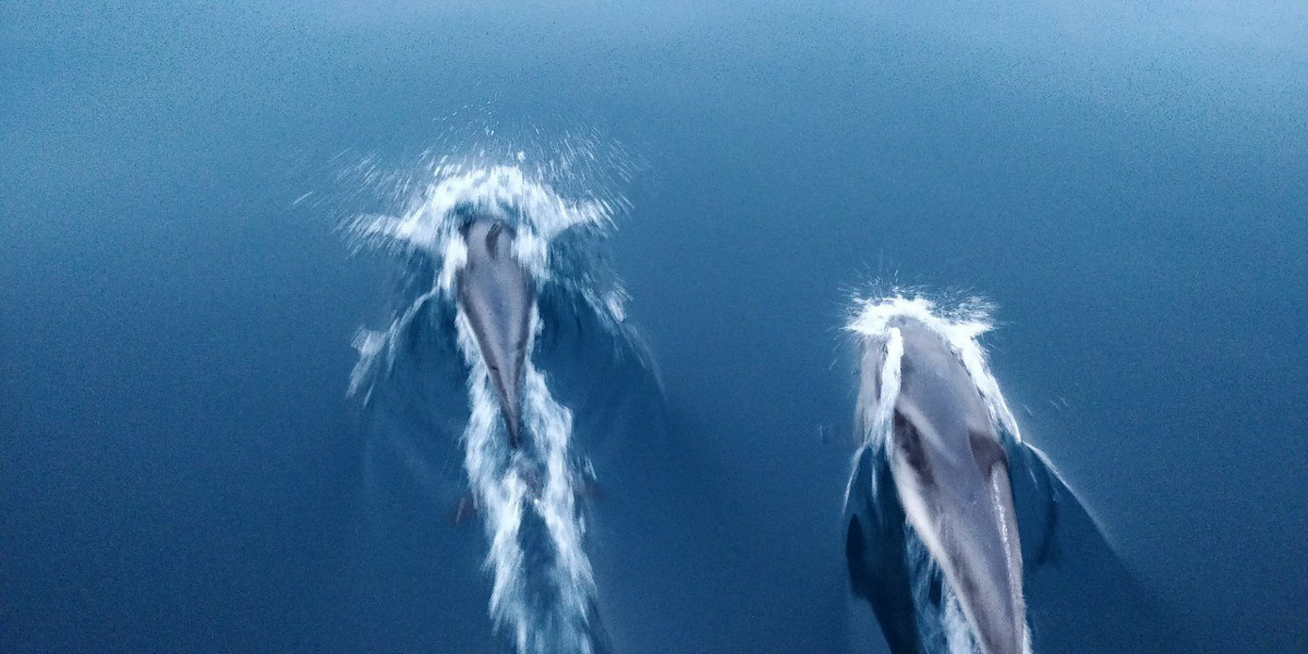 Плавание в компании дельфинов под огромной луной, шикарные восходы и закаты и даже извержение вулкана, которое можно наблюдать прямо с воды! О своих удивительных приключениях яхтенный капитан Наталья Шульга из Владимира поведала нашему изданию.