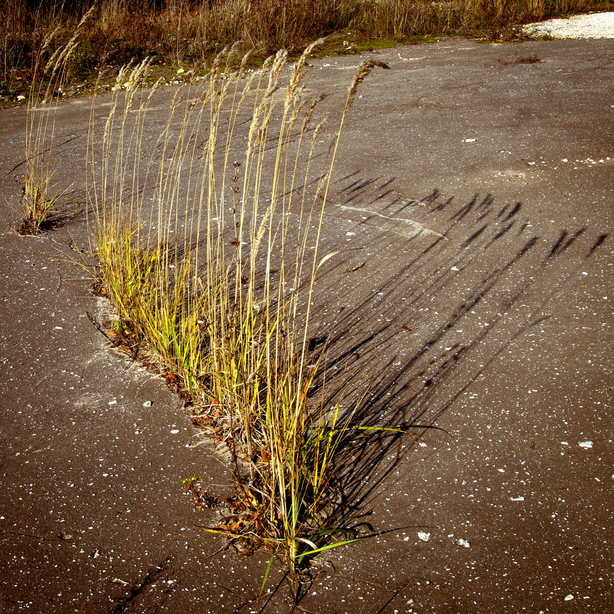 Телеграм-канал «Чей-то дрон» опубликовал новую серию снимков, выбрав на сей раз в качестве интересной локации заброшенные платформы суздальского автовокзала.