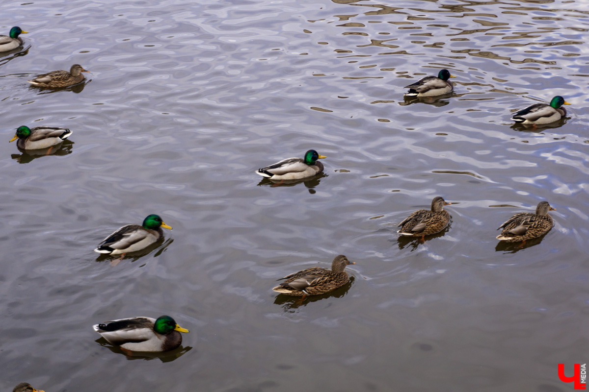 Платоновский пруд — место живописное и густонаселённое утками. Малоизвестный водоём военного городка напоминает широко известный Соловьиный, что возле ВлГУ. Особенно сейчас, после осеннего преображения: очищена вода, обновлены пешеходные дорожки, появились деревянные пирсы и мостик. Каким стал Платоновский пруд после благоустройства? Рассказываем и показываем в материале.