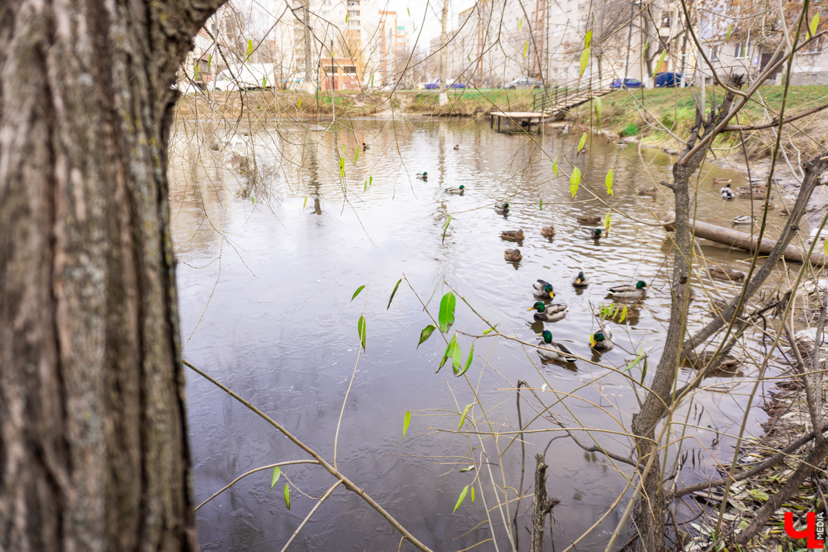 Платоновский пруд — место живописное и густонаселённое утками. Малоизвестный водоём военного городка напоминает широко известный Соловьиный, что возле ВлГУ. Особенно сейчас, после осеннего преображения: очищена вода, обновлены пешеходные дорожки, появились деревянные пирсы и мостик. Каким стал Платоновский пруд после благоустройства? Рассказываем и показываем в материале.