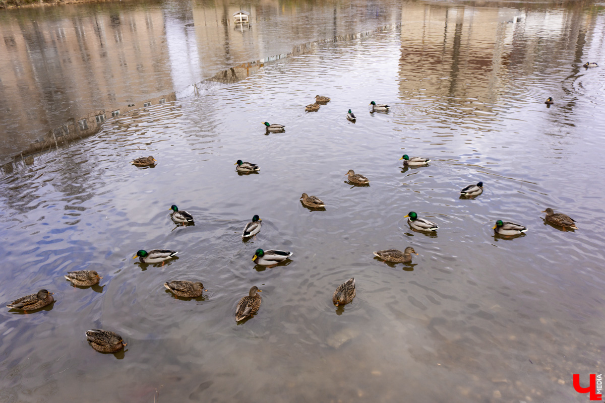 Платоновский пруд — место живописное и густонаселённое утками. Малоизвестный водоём военного городка напоминает широко известный Соловьиный, что возле ВлГУ. Особенно сейчас, после осеннего преображения: очищена вода, обновлены пешеходные дорожки, появились деревянные пирсы и мостик. Каким стал Платоновский пруд после благоустройства? Рассказываем и показываем в материале.