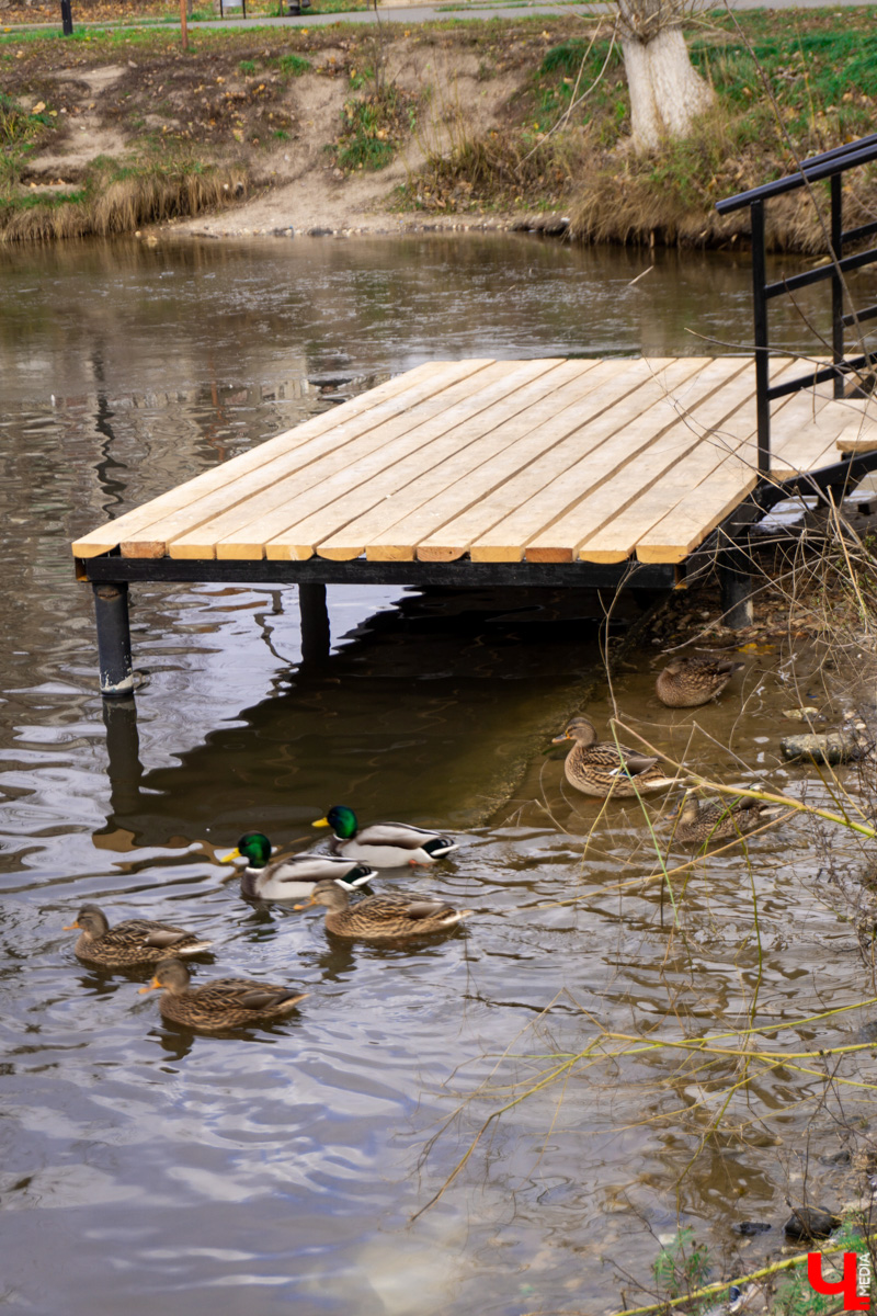 Платоновский пруд — место живописное и густонаселённое утками. Малоизвестный водоём военного городка напоминает широко известный Соловьиный, что возле ВлГУ. Особенно сейчас, после осеннего преображения: очищена вода, обновлены пешеходные дорожки, появились деревянные пирсы и мостик. Каким стал Платоновский пруд после благоустройства? Рассказываем и показываем в материале.
