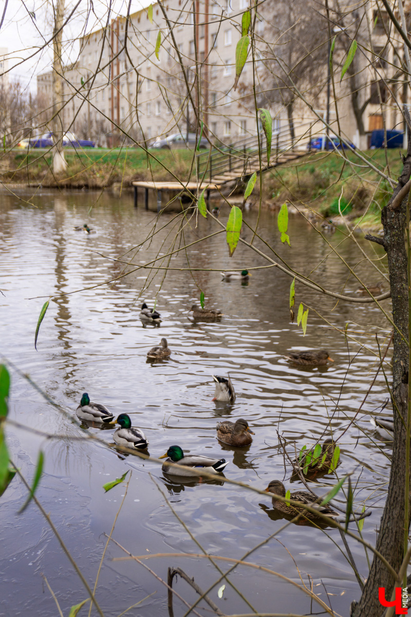 Платоновский пруд — место живописное и густонаселённое утками. Малоизвестный водоём военного городка напоминает широко известный Соловьиный, что возле ВлГУ. Особенно сейчас, после осеннего преображения: очищена вода, обновлены пешеходные дорожки, появились деревянные пирсы и мостик. Каким стал Платоновский пруд после благоустройства? Рассказываем и показываем в материале.