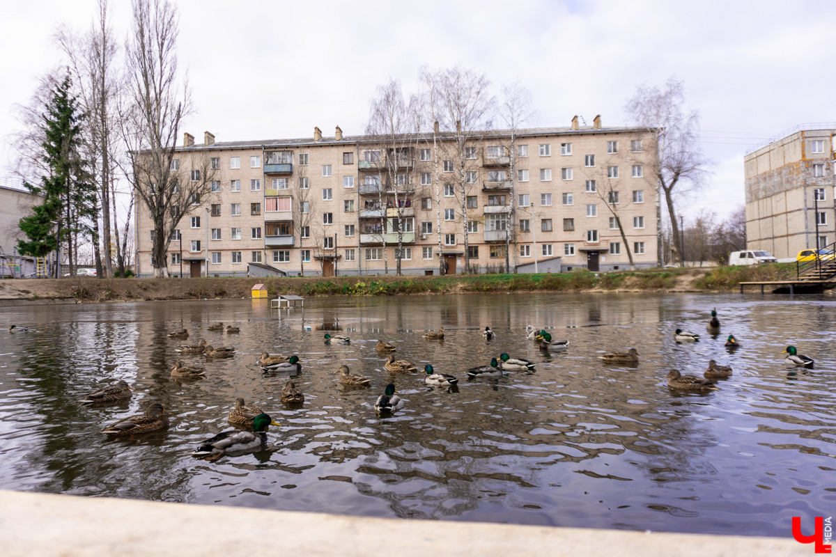 Платоновский пруд — место живописное и густонаселённое утками. Малоизвестный водоём военного городка напоминает широко известный Соловьиный, что возле ВлГУ. Особенно сейчас, после осеннего преображения: очищена вода, обновлены пешеходные дорожки, появились деревянные пирсы и мостик. Каким стал Платоновский пруд после благоустройства? Рассказываем и показываем в материале.