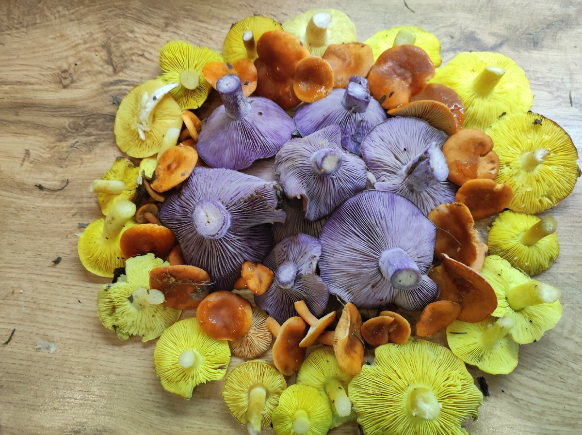 Вы успели сходить этой осенью за грибами? Уверены, что да. А если нет, то ждать вам, скорее всего, придется уже до весны. Любители тихой охоты официально закрывают сезон, но не с пустыми руками.