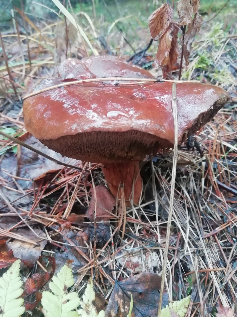 Вы успели сходить этой осенью за грибами? Уверены, что да. А если нет, то ждать вам, скорее всего, придется уже до весны. Любители тихой охоты официально закрывают сезон, но не с пустыми руками.