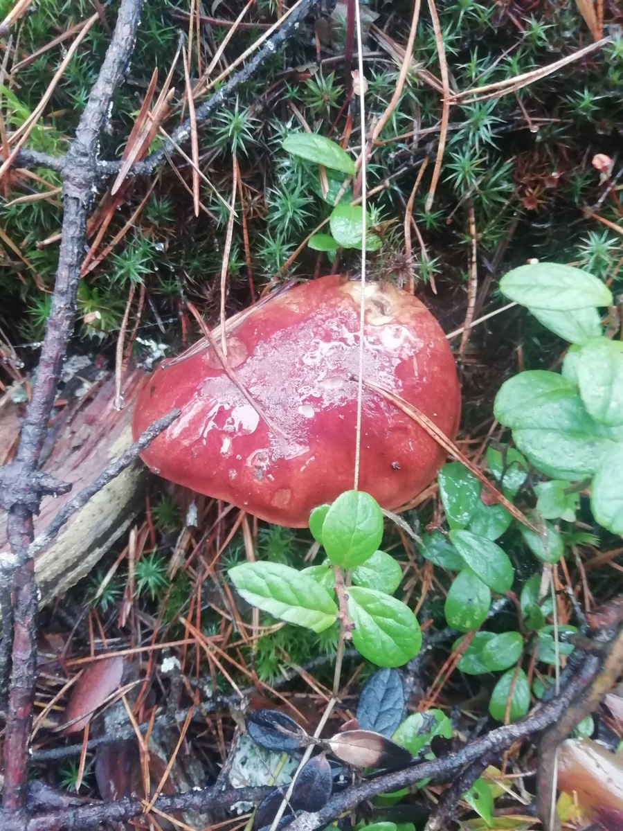 Вы успели сходить этой осенью за грибами? Уверены, что да. А если нет, то ждать вам, скорее всего, придется уже до весны. Любители тихой охоты официально закрывают сезон, но не с пустыми руками.