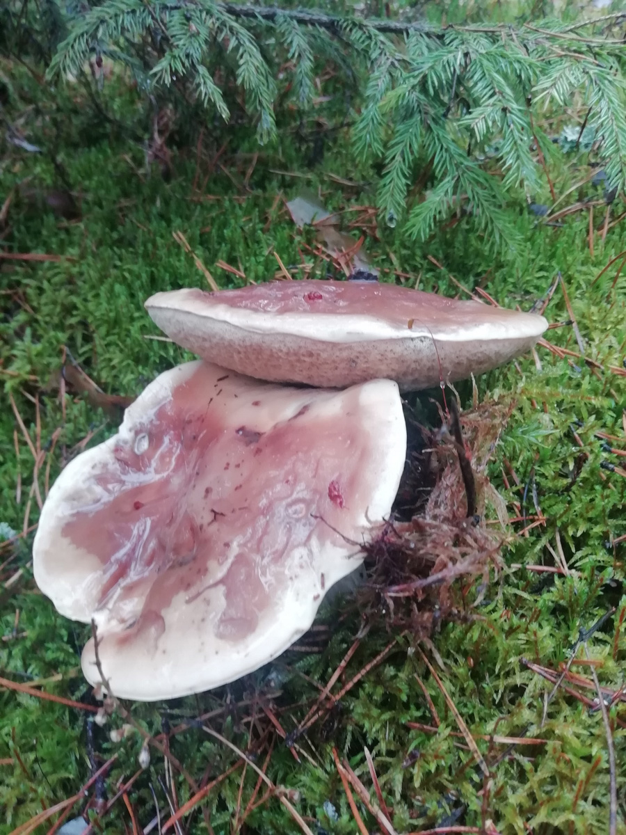 Вы успели сходить этой осенью за грибами? Уверены, что да. А если нет, то ждать вам, скорее всего, придется уже до весны. Любители тихой охоты официально закрывают сезон, но не с пустыми руками.