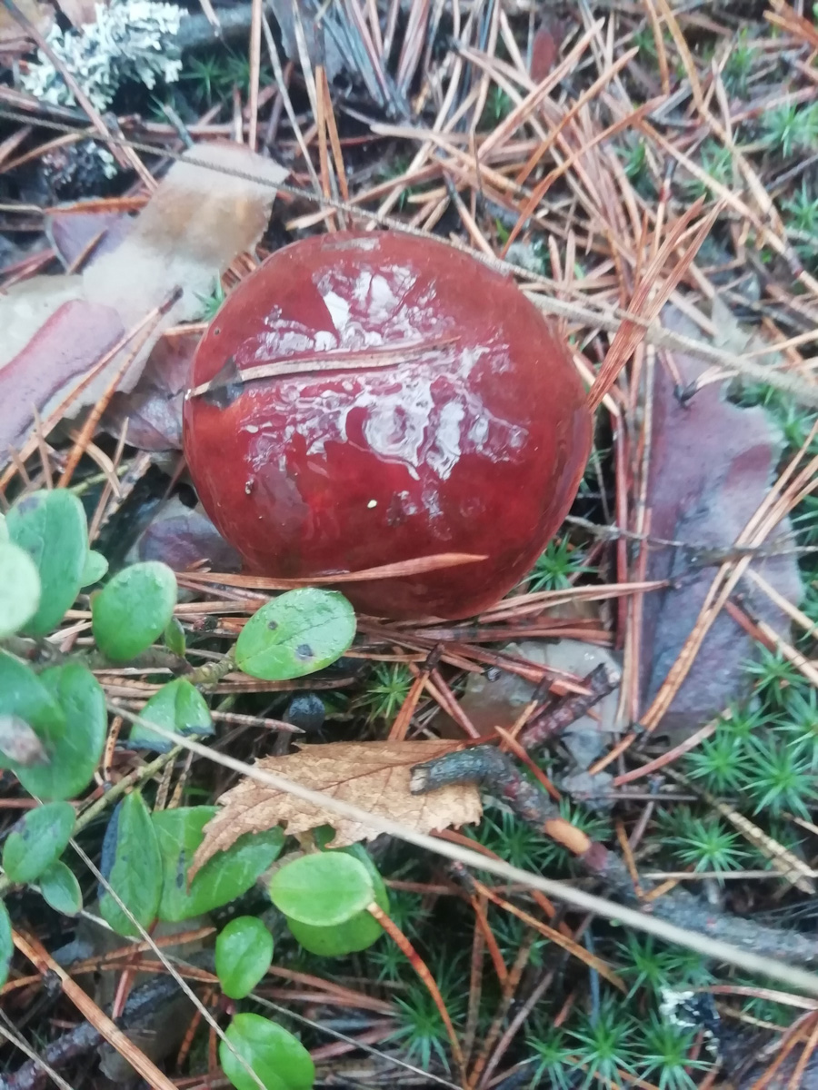 Вы успели сходить этой осенью за грибами? Уверены, что да. А если нет, то ждать вам, скорее всего, придется уже до весны. Любители тихой охоты официально закрывают сезон, но не с пустыми руками.