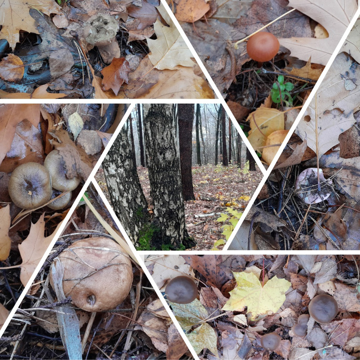 Вы успели сходить этой осенью за грибами? Уверены, что да. А если нет, то ждать вам, скорее всего, придется уже до весны. Любители тихой охоты официально закрывают сезон, но не с пустыми руками.