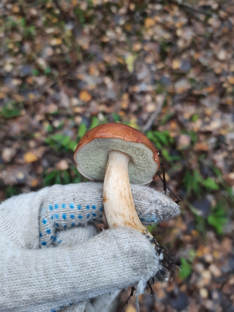 Вы успели сходить этой осенью за грибами? Уверены, что да. А если нет, то ждать вам, скорее всего, придется уже до весны. Любители тихой охоты официально закрывают сезон, но не с пустыми руками.