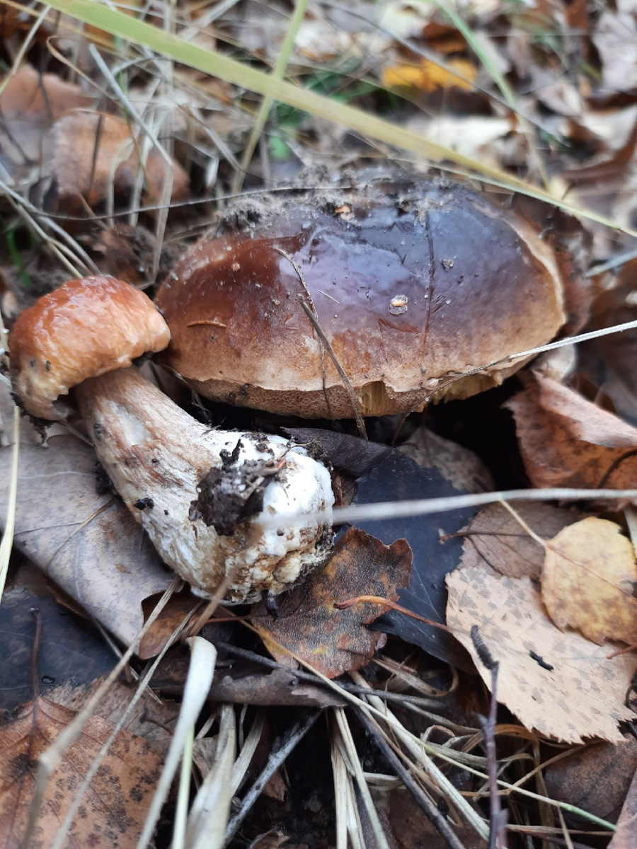 Вы успели сходить этой осенью за грибами? Уверены, что да. А если нет, то ждать вам, скорее всего, придется уже до весны. Любители тихой охоты официально закрывают сезон, но не с пустыми руками.