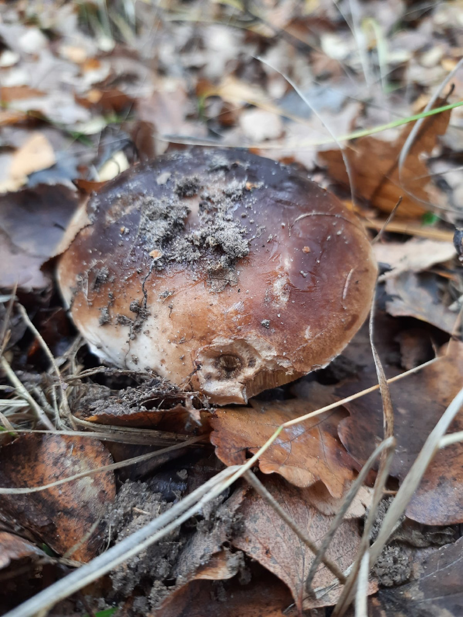 Вы успели сходить этой осенью за грибами? Уверены, что да. А если нет, то ждать вам, скорее всего, придется уже до весны. Любители тихой охоты официально закрывают сезон, но не с пустыми руками.