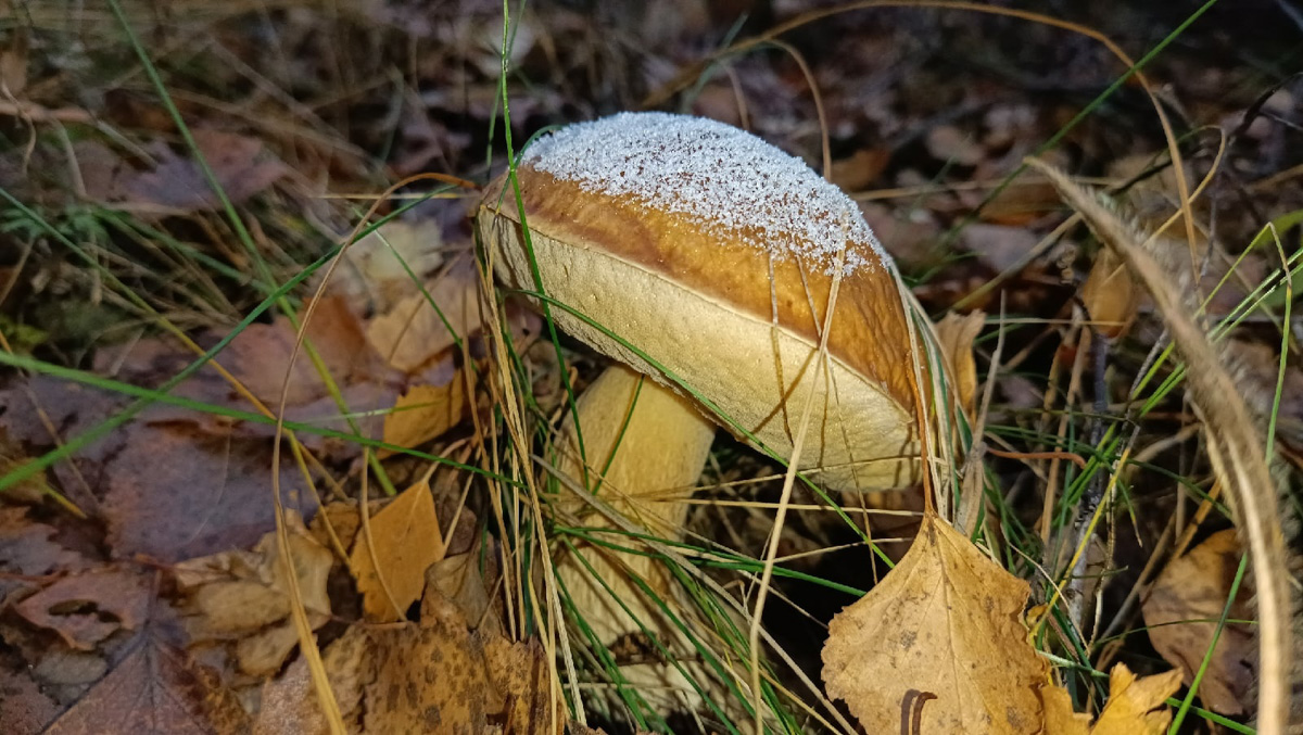 Вы успели сходить этой осенью за грибами? Уверены, что да. А если нет, то ждать вам, скорее всего, придется уже до весны. Любители тихой охоты официально закрывают сезон, но не с пустыми руками.