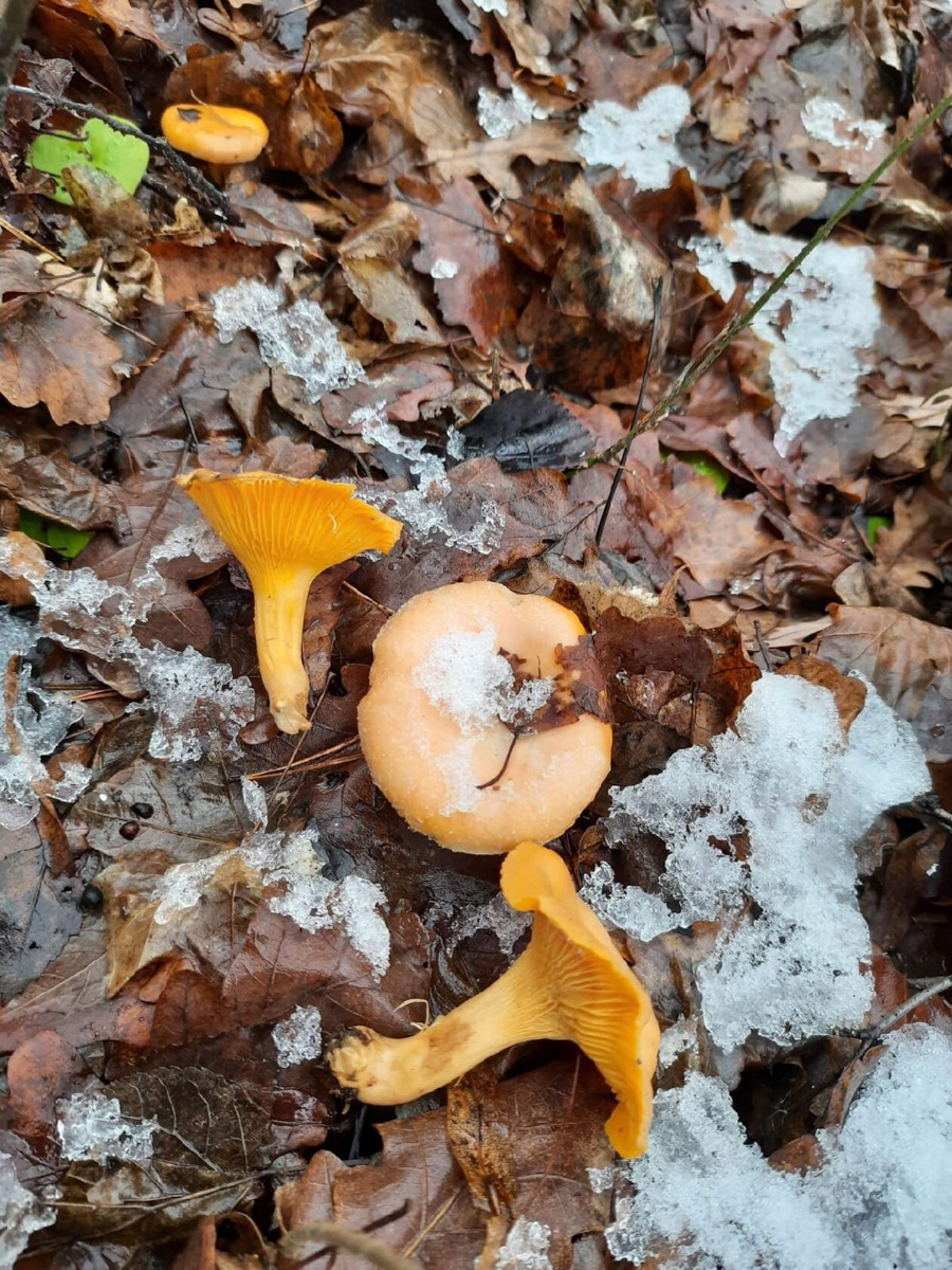 Вы успели сходить этой осенью за грибами? Уверены, что да. А если нет, то ждать вам, скорее всего, придется уже до весны. Любители тихой охоты официально закрывают сезон, но не с пустыми руками.