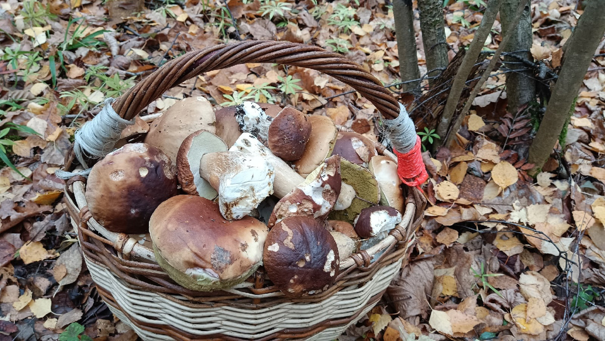 Вы успели сходить этой осенью за грибами? Уверены, что да. А если нет, то ждать вам, скорее всего, придется уже до весны. Любители тихой охоты официально закрывают сезон, но не с пустыми руками.