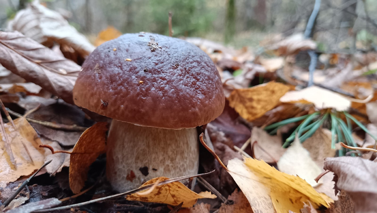 Вы успели сходить этой осенью за грибами? Уверены, что да. А если нет, то ждать вам, скорее всего, придется уже до весны. Любители тихой охоты официально закрывают сезон, но не с пустыми руками.